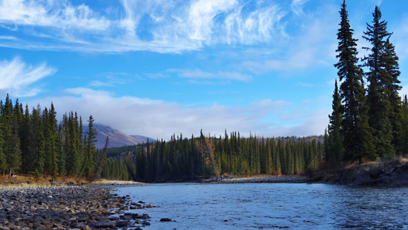 Picea glauca (white spruce) - a stand of white spruce (northern British Columbia, photo: Kristián Chalupka)